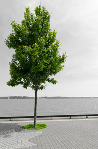 黑白湖景映衬下的绿树图片