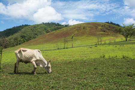 农家奶牛与山景
