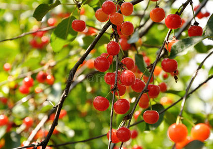 树枝上的鲜红色樱桃
