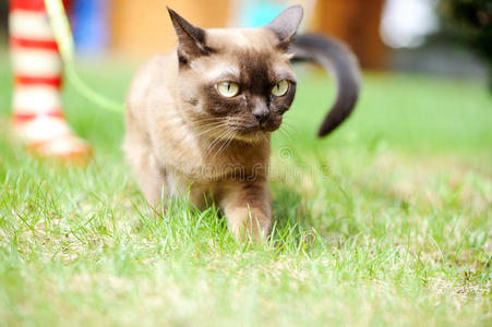 缅甸猫在青草上行走