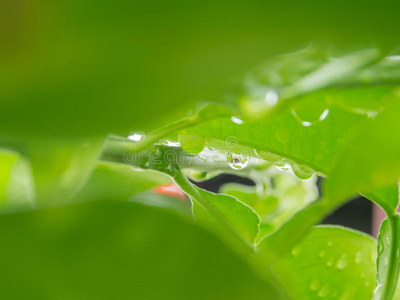 叶子上的水滴