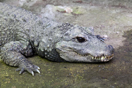 西非矮鳄鱼照片