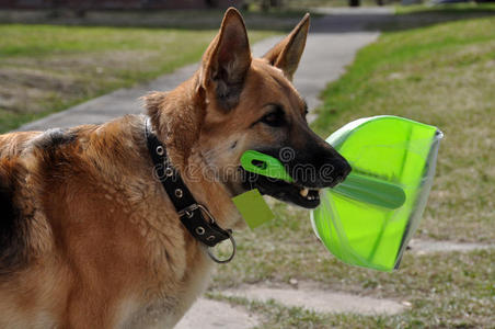 清洁犬图片