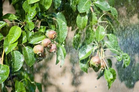 森林里的夏雨。