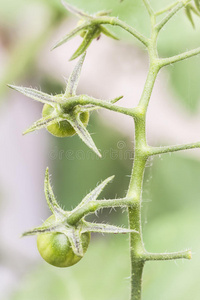 花园里种的小西红柿