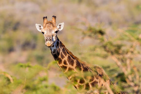 长颈鹿图片警告野生动物