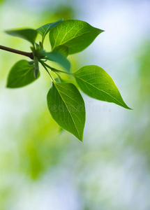 在模糊的背景下树木的绿色茂盛的叶子