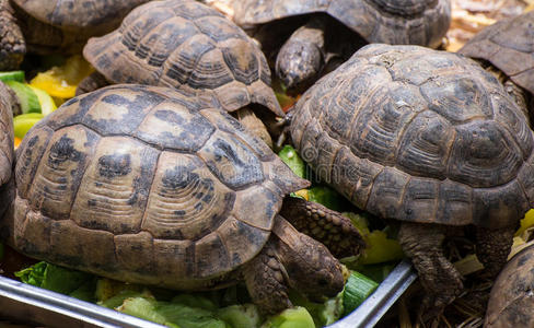 乌龟吃沙拉图片