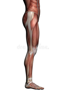 人体解剖学男性肌肉