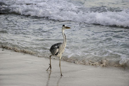 灰鹭海滩漫步