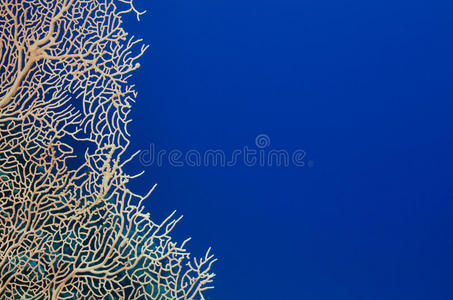 珊瑚和深蓝色的海洋背景