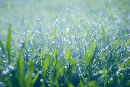 葱郁的绿草上落下的水滴