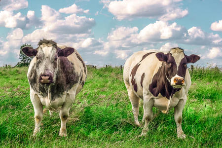 草地上两头强壮的母牛