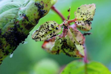 樱桃树上的蚜虫照片