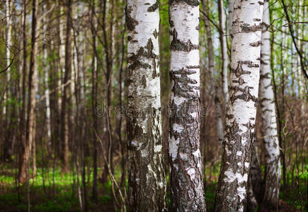 北部森林中的桦树树干