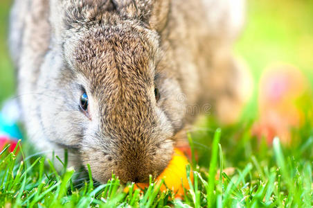 彩蛋绿底复活节兔子特写