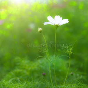 美丽的花卉背景设计