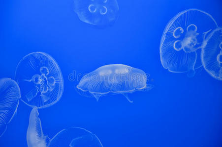 深蓝色背景的水母