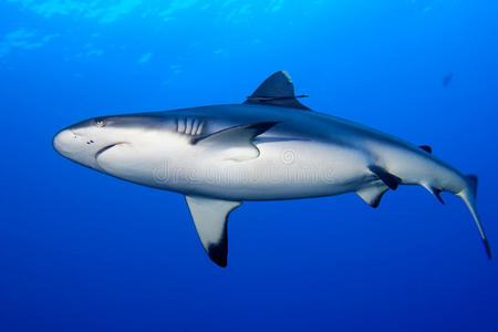 一只灰鲨的下颚准备攻击水下特写肖像