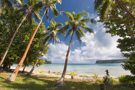 热带白沙滩上的椰子树