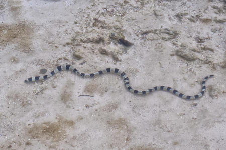 海边那条有毒的黑白海蛇照片