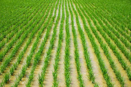 水稻秧苗图片-水稻秧苗素材-水稻秧苗插画-摄图新视界