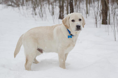 站在雪地里的黄色实验小狗