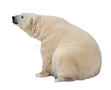 北极熊。白色隔离