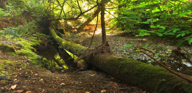 寂静的森林里落下的苔藓原木图片