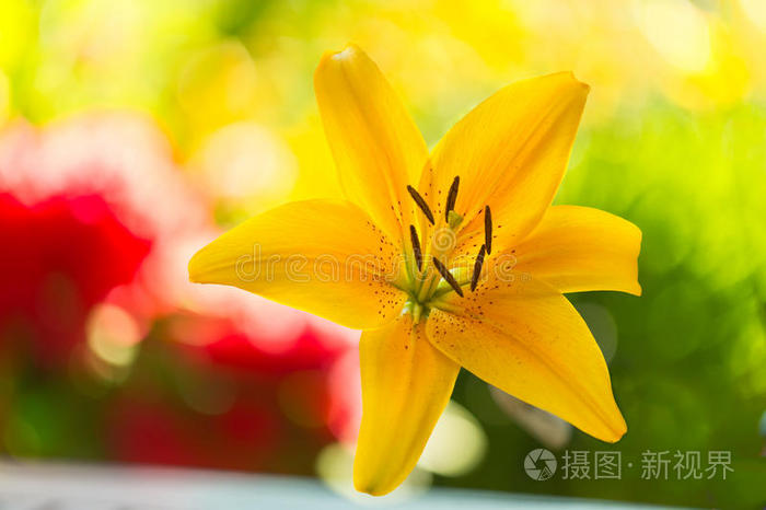 黄花百合