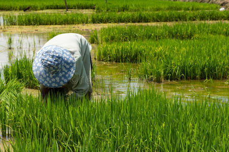 农民在农田里种植水稻
