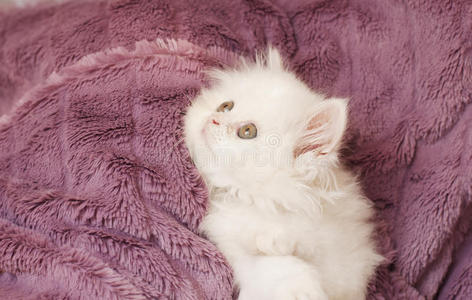 白色波斯小猫
