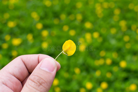 小黄花花生图片