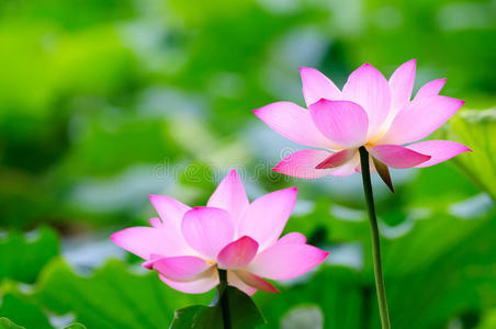 两朵莲花两朵白莲花两朵可爱的雪莲花