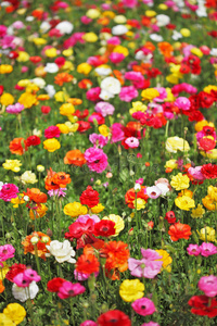 春天 草地 天空 颜色 开花 植物 花瓣 夏天 美女 地平线