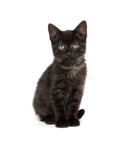 可爱黑猫素材图片 可爱黑猫图片素材下载 摄图新视界