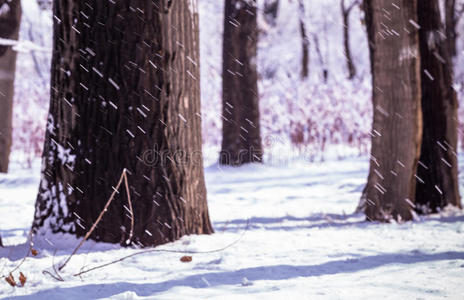 森林里的冬季暴风雪