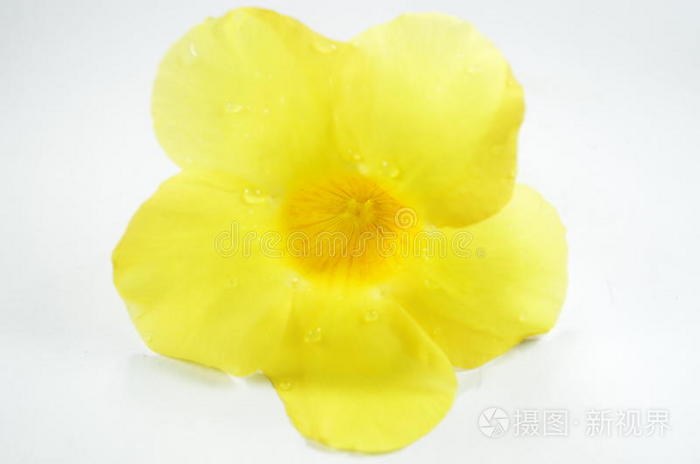 黄色的花。