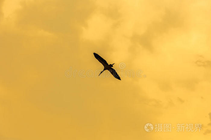 自然 家禽 航班 天空 天鹅 野生动物 日落