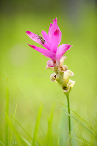 粉红暹罗郁金香花