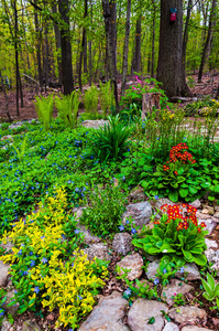 宾夕法尼亚州约克县一个五颜六色的后院林地花园