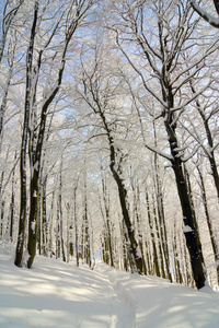 冬季积雪覆盖的冷杉树