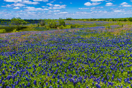 一个美丽的广角视野的厚厚的得克萨斯州蓝鲸毯子在得克萨斯州的乡村草地与蓝天。