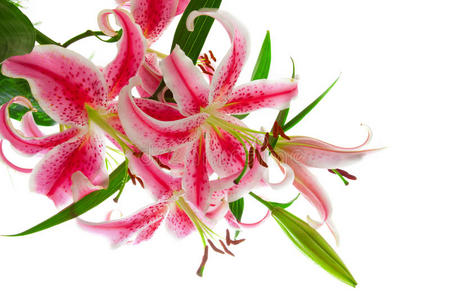 色百合花叶茎集宏观关闭紫色莲花水百合花粉与水滴绣花水粉红色莲花