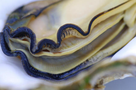 牡蛎的特写照片