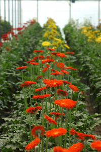 温室非洲菊