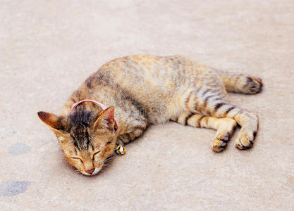 猫睡在地上