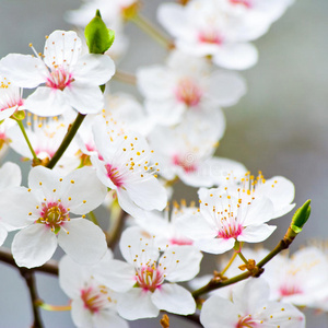 苹果在春天开花