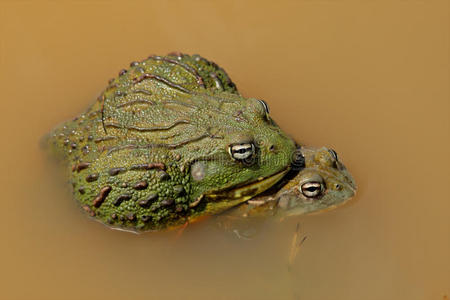 的非洲巨型牛蛙图片