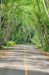 森林公路